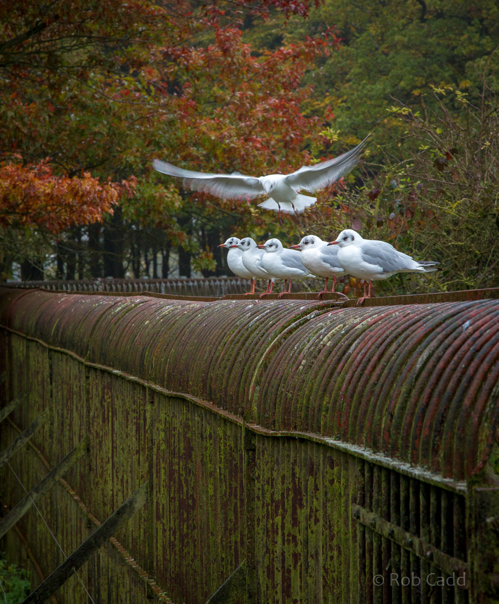 Brown bear (enclosure) : Whipsnade : 04 Nov 2016