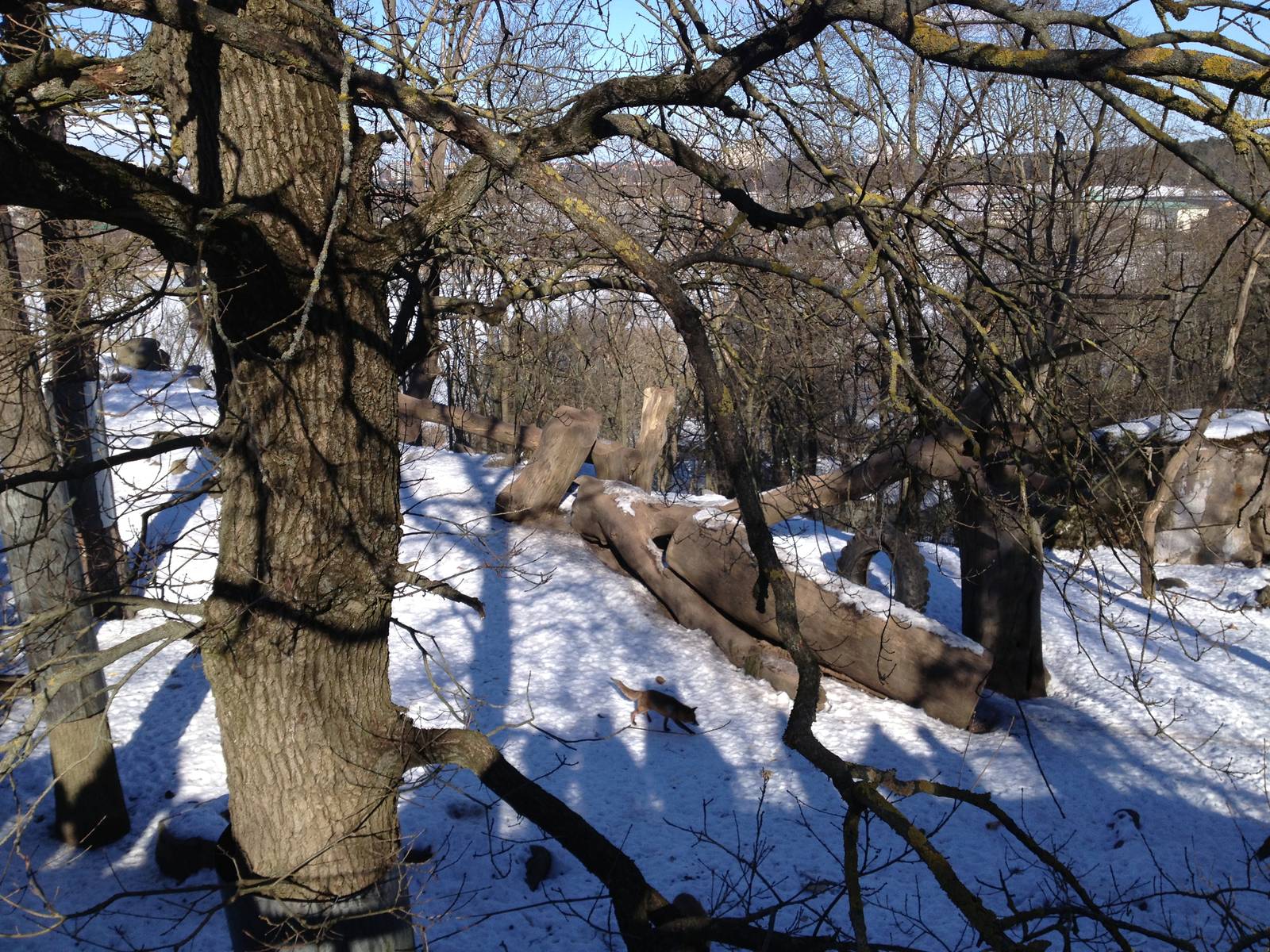 Brown bear enclosure with foxes