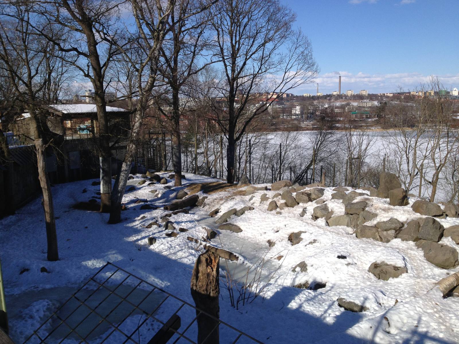 Brown bear enclosure with foxes