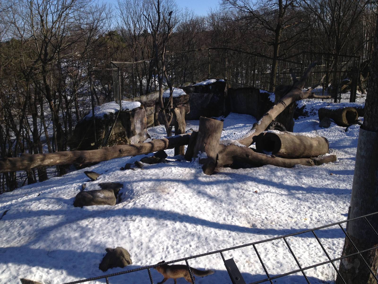 Brown bear enclosure with foxes
