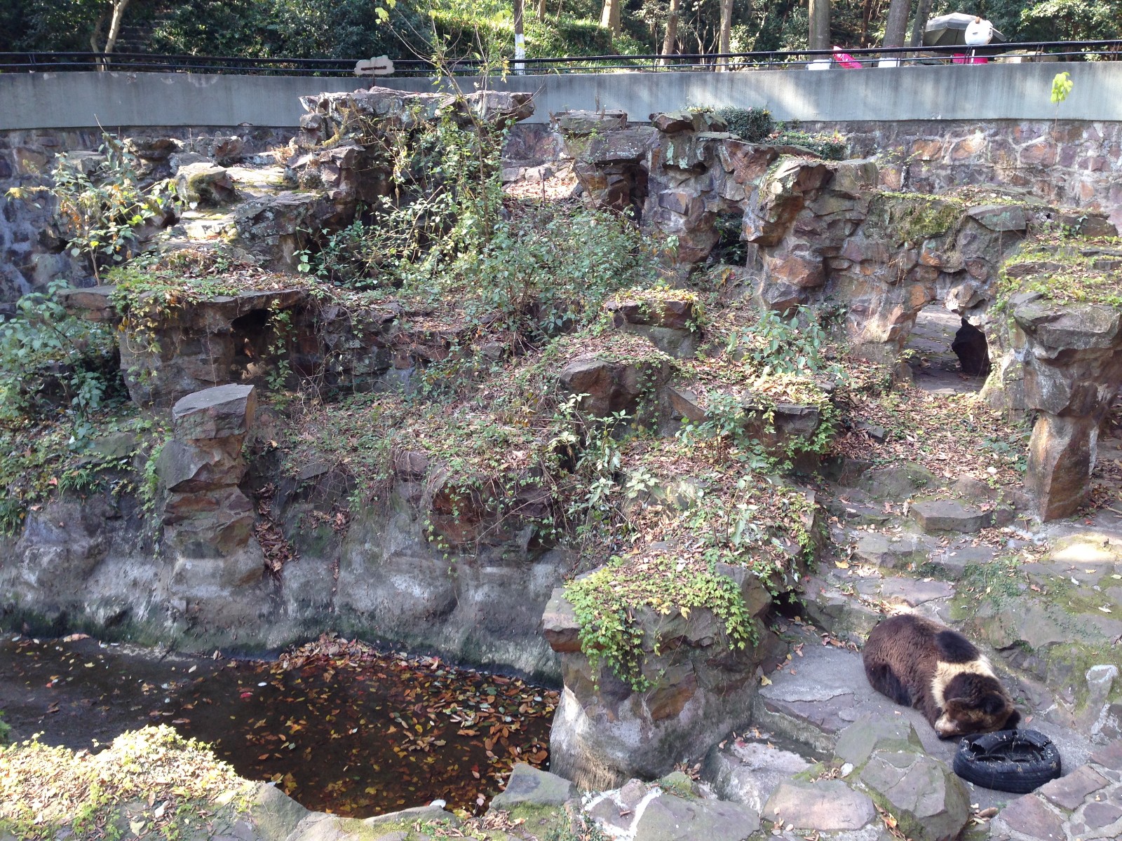 Brown bear enclosure