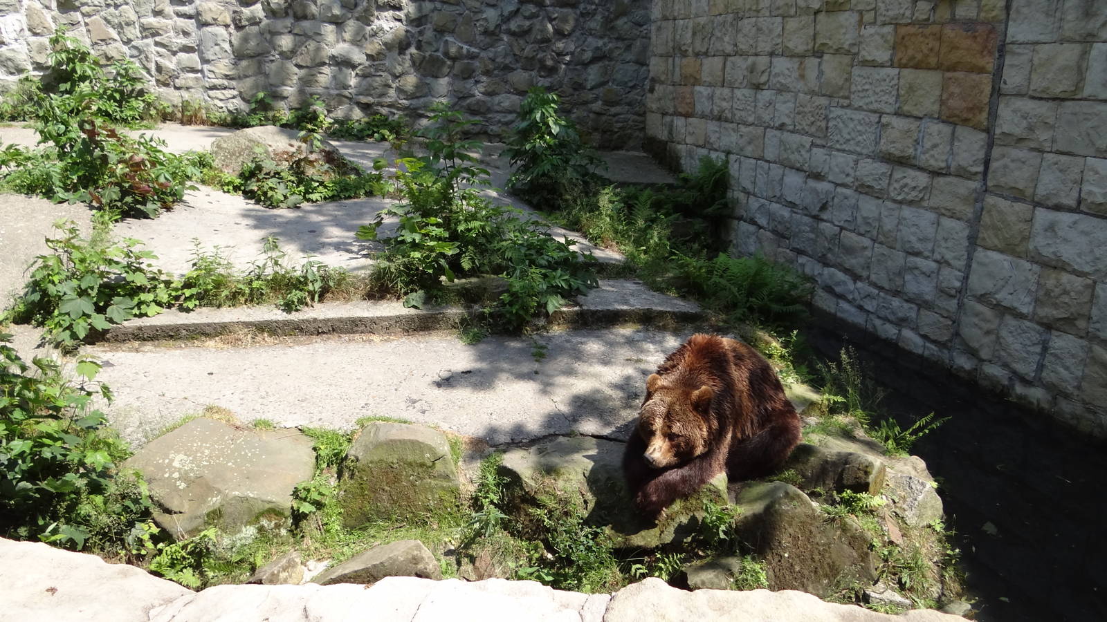 Brown Bear enclosure