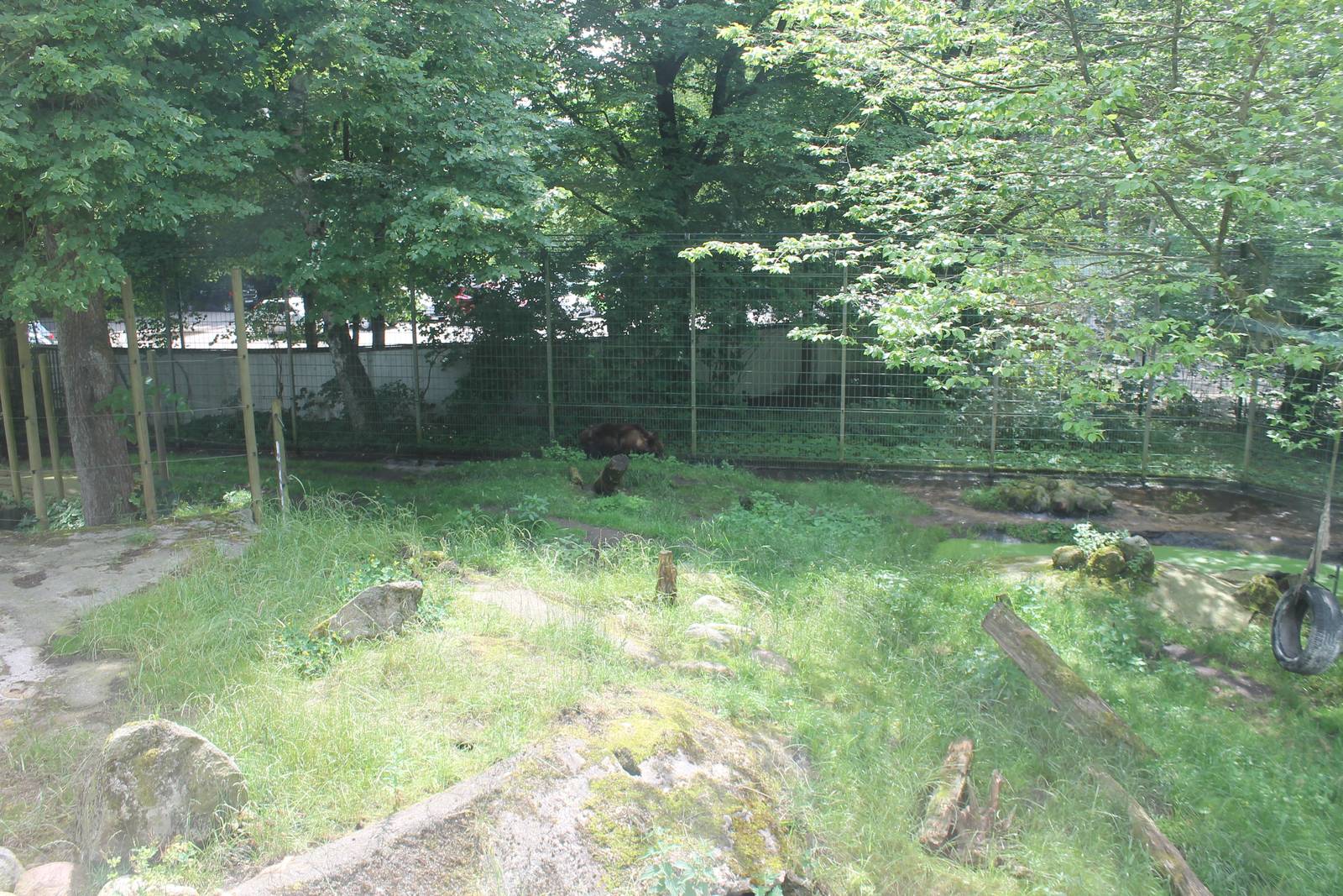 Brown bear enclosure