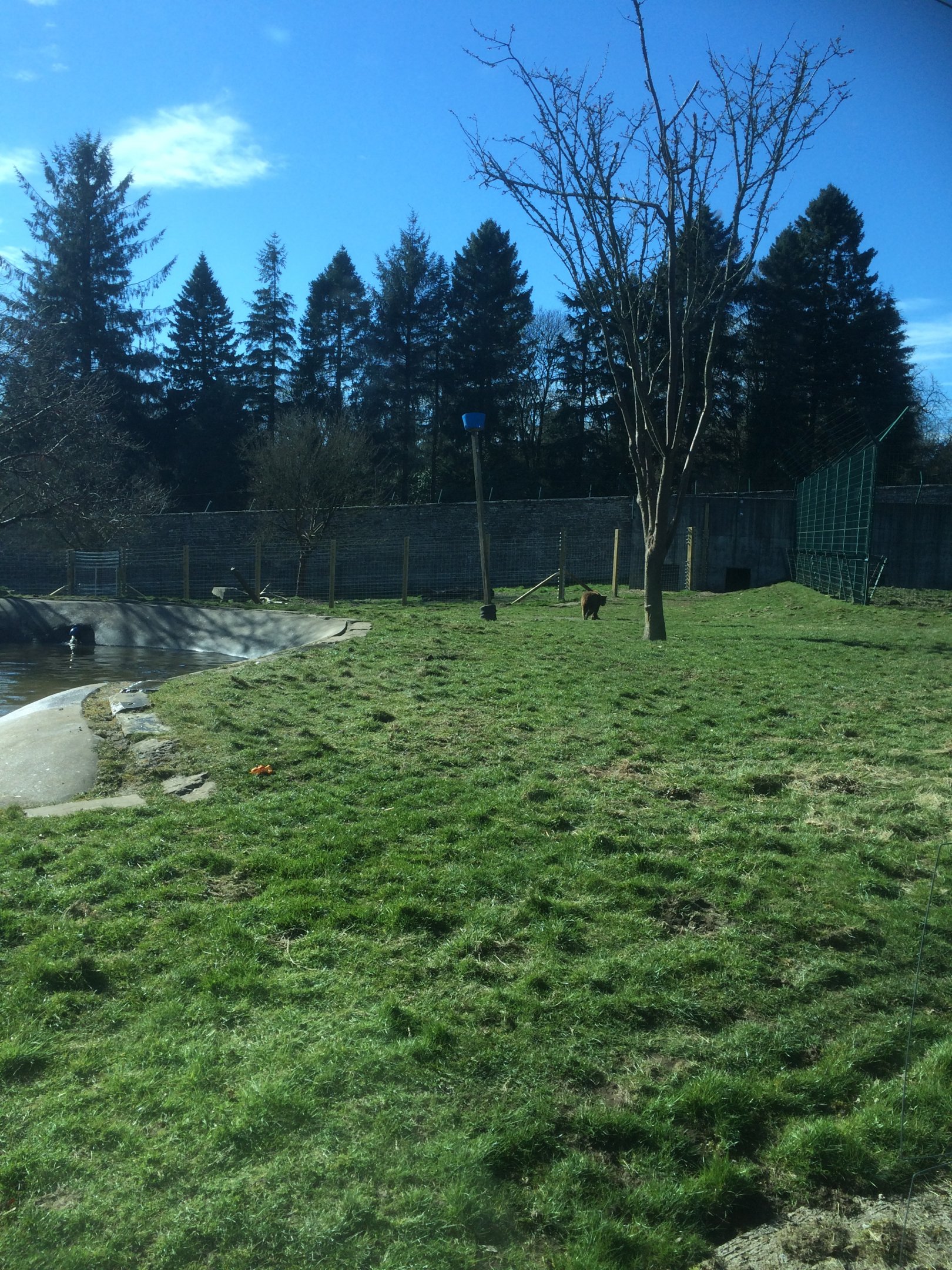 Brown bear enclosure