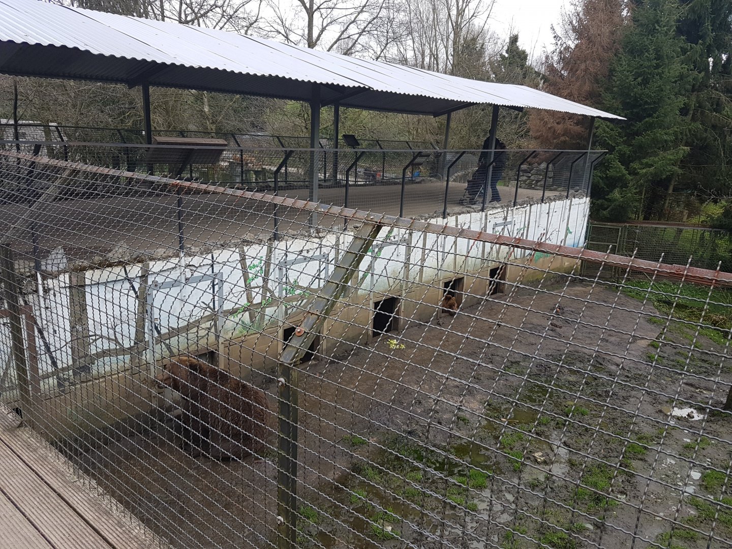Brown bear enclosure