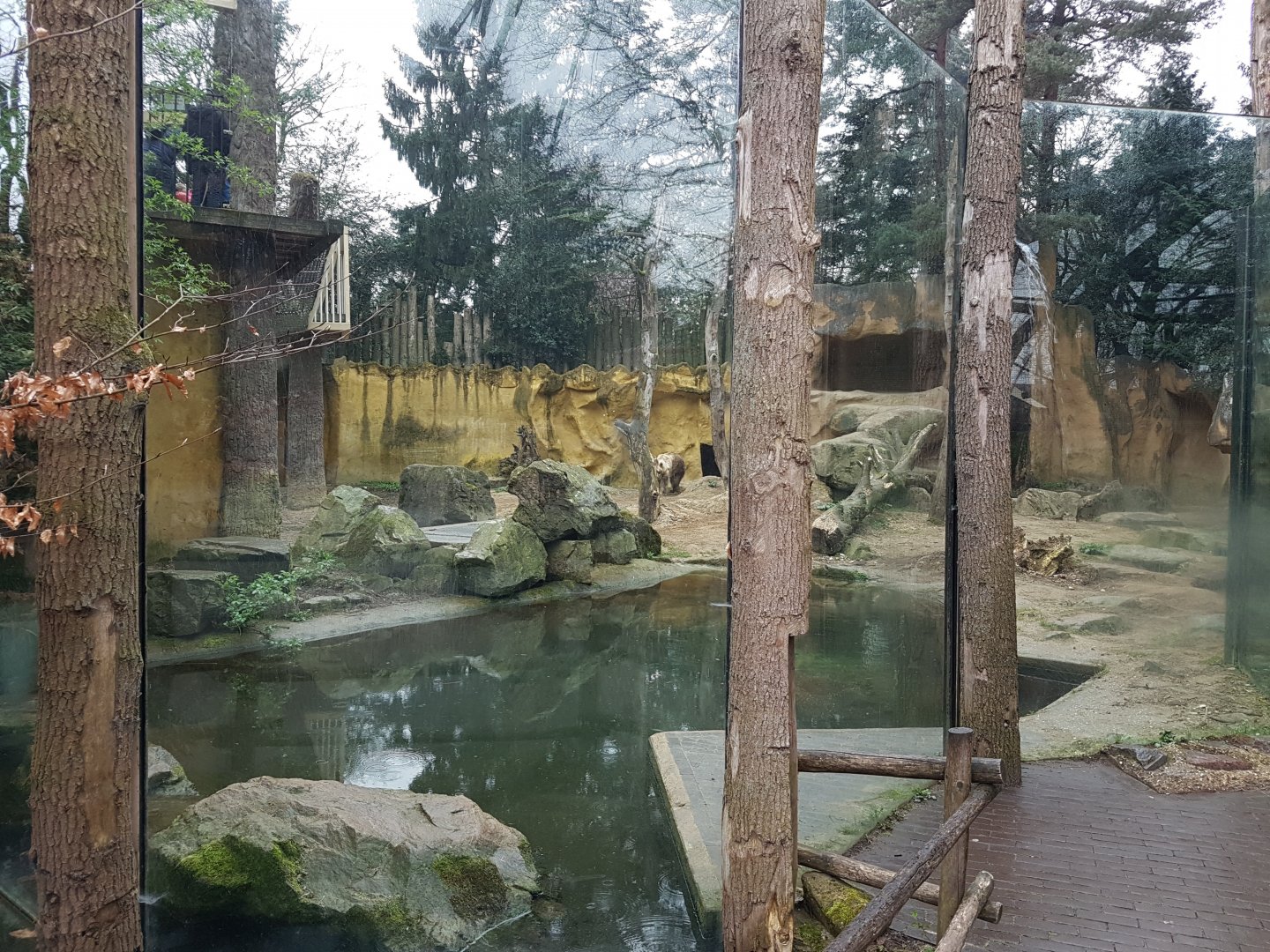 Brown bear-enclosure