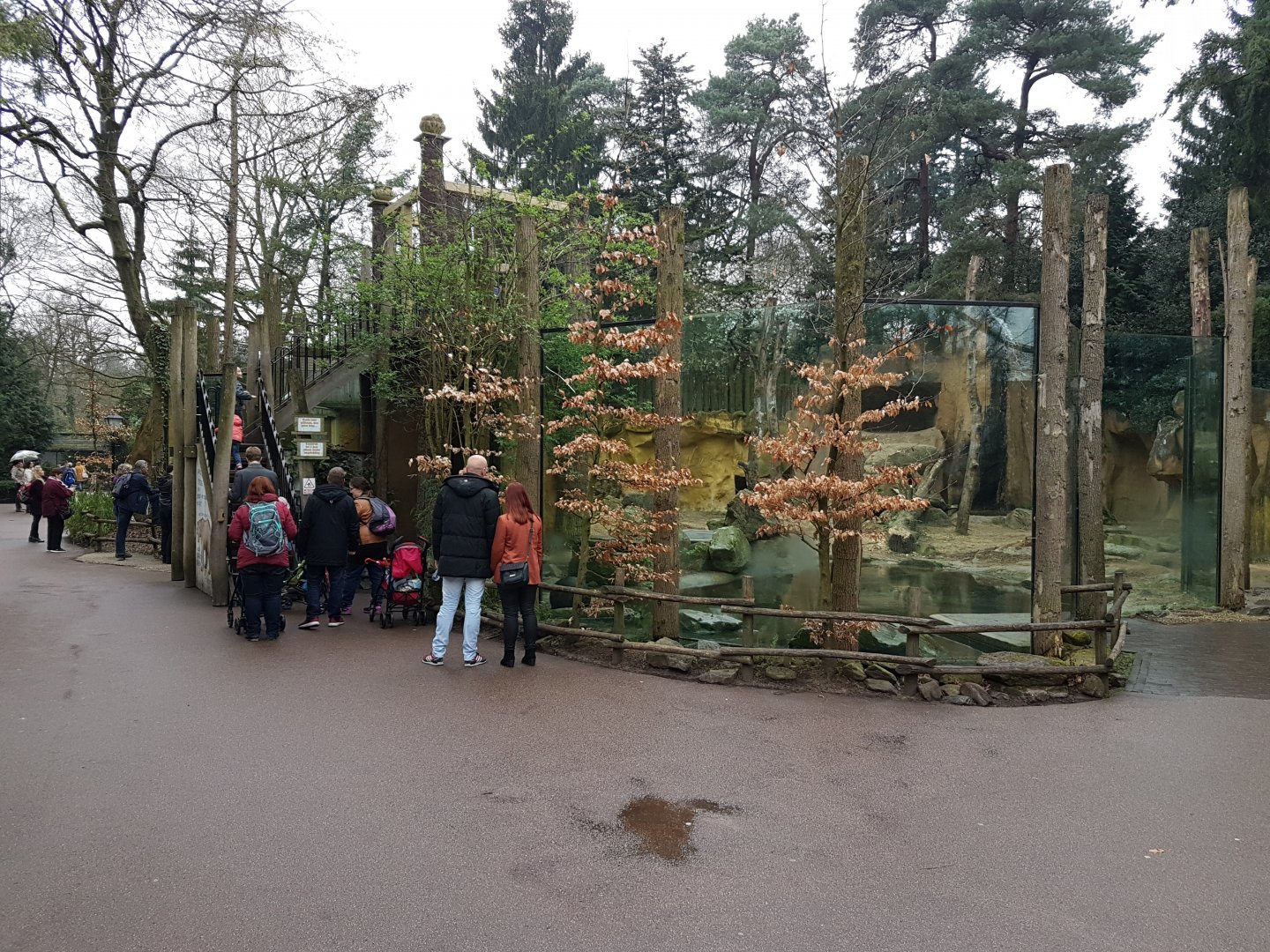 Brown bear-enclosure