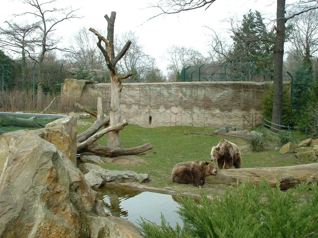 Brown Bear Enclosure