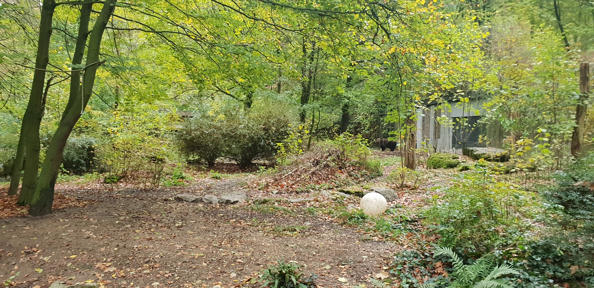 Brown Bear enclosure