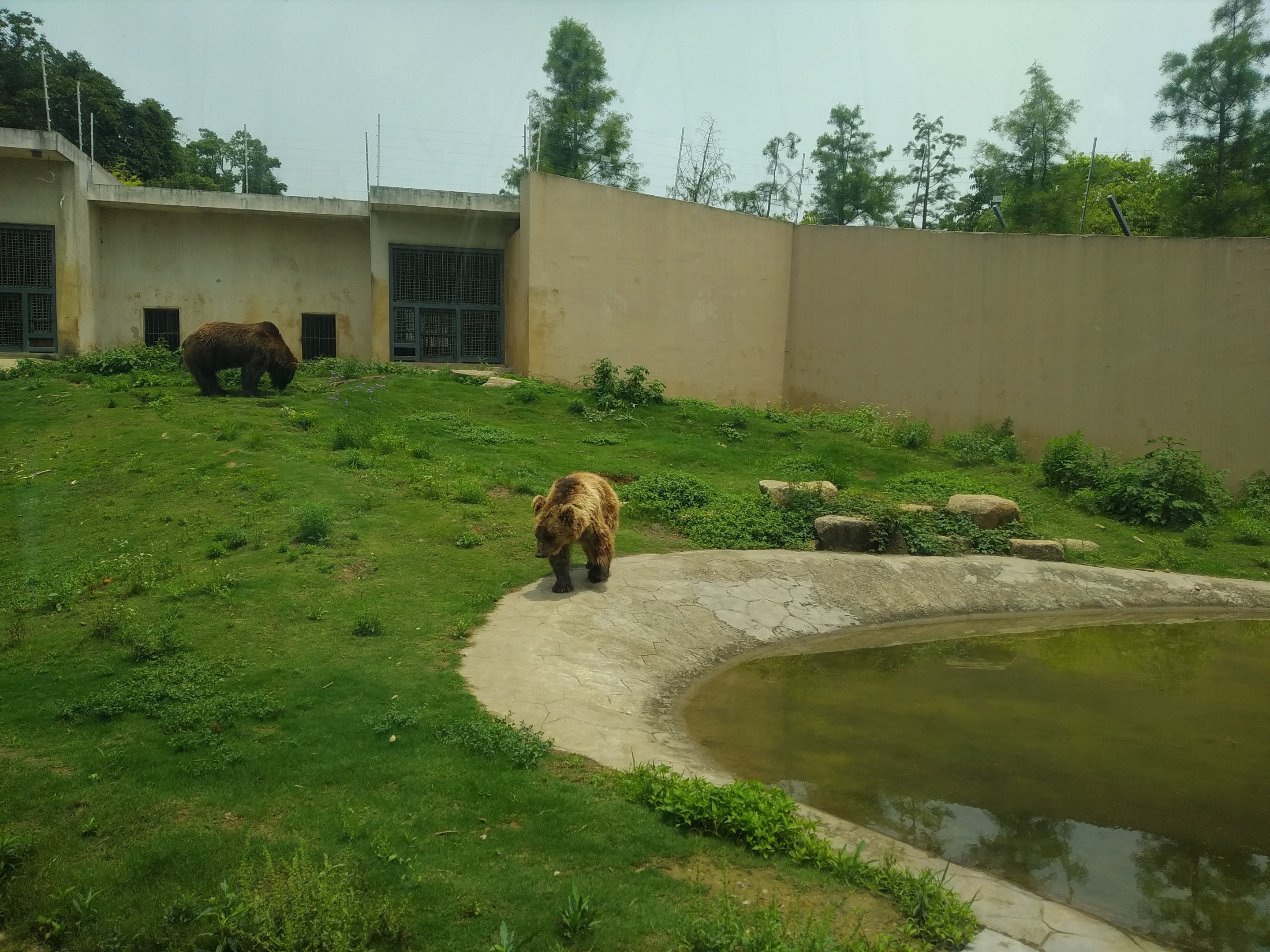 Brown Bear Enclosure