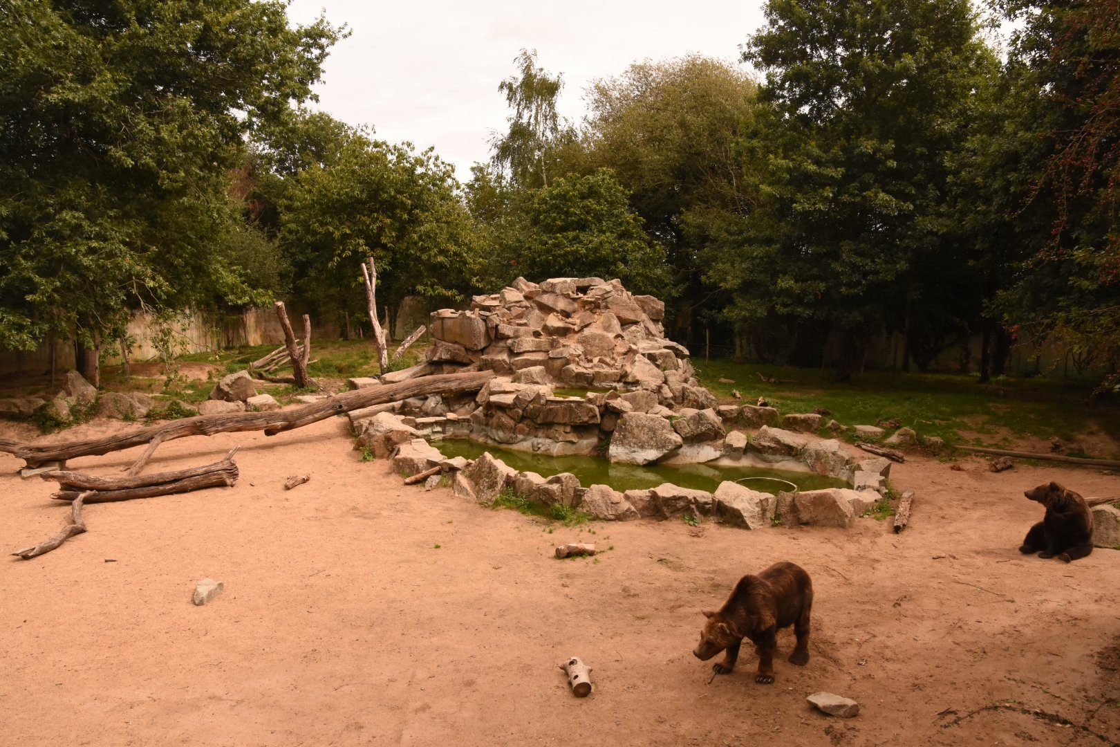 Brown Bear enclosure