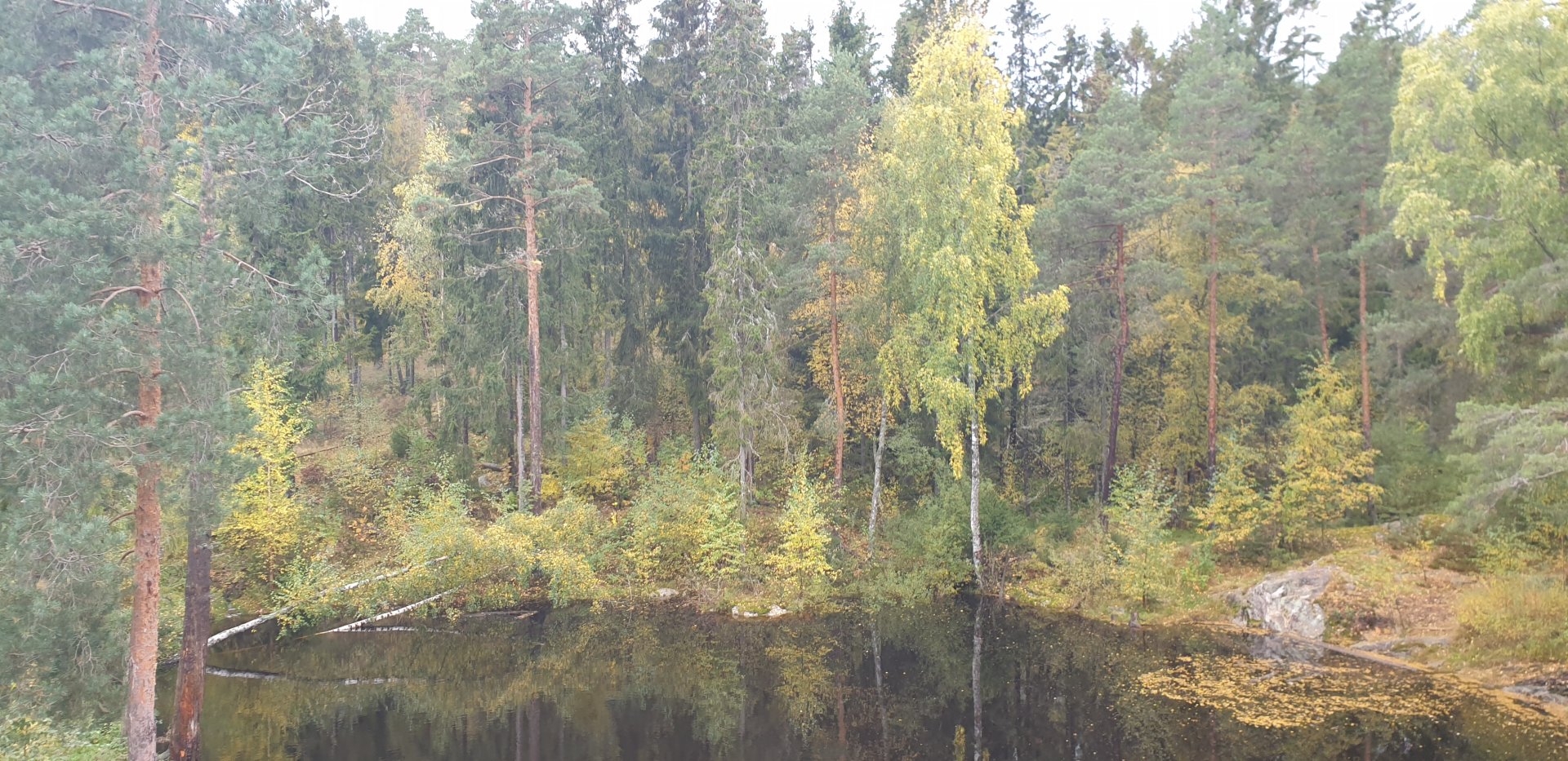 Brown bear enclosure