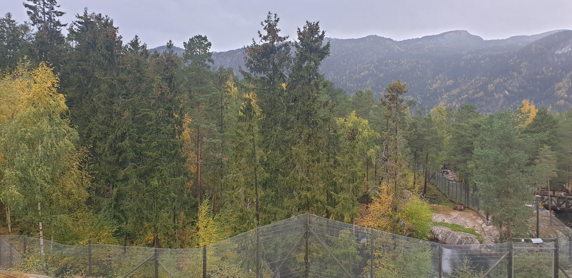 Brown Bear enclosure