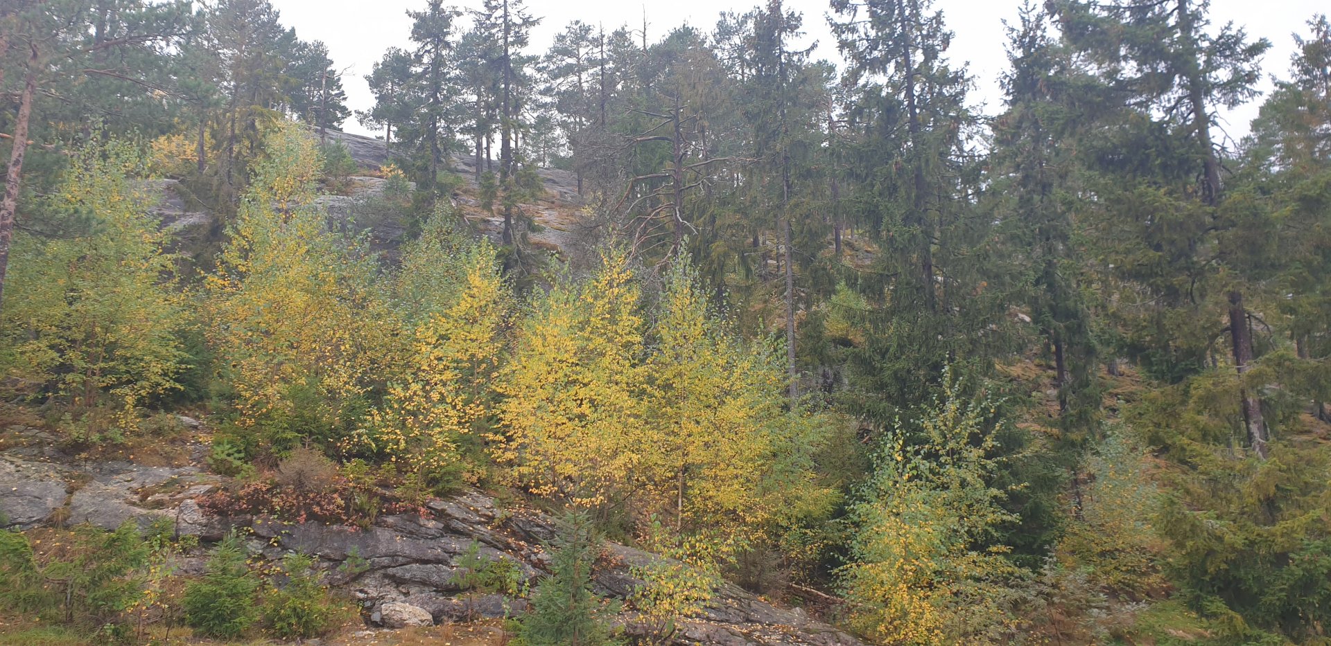 Brown Bear enclosure