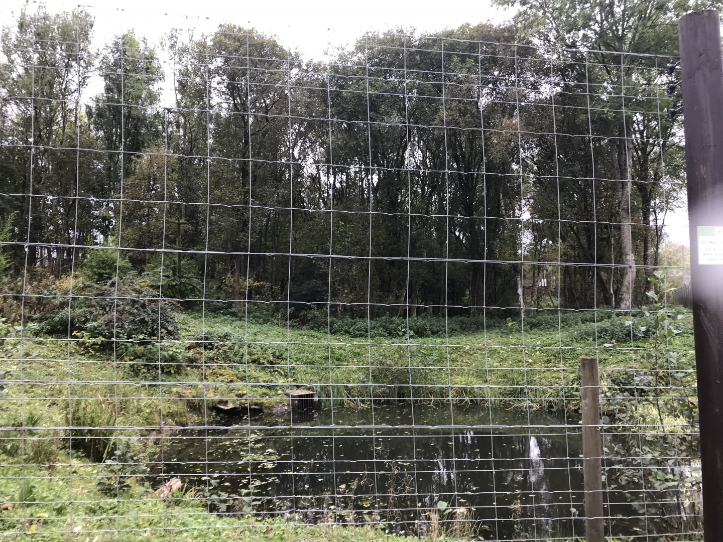 Brown bear enclosure