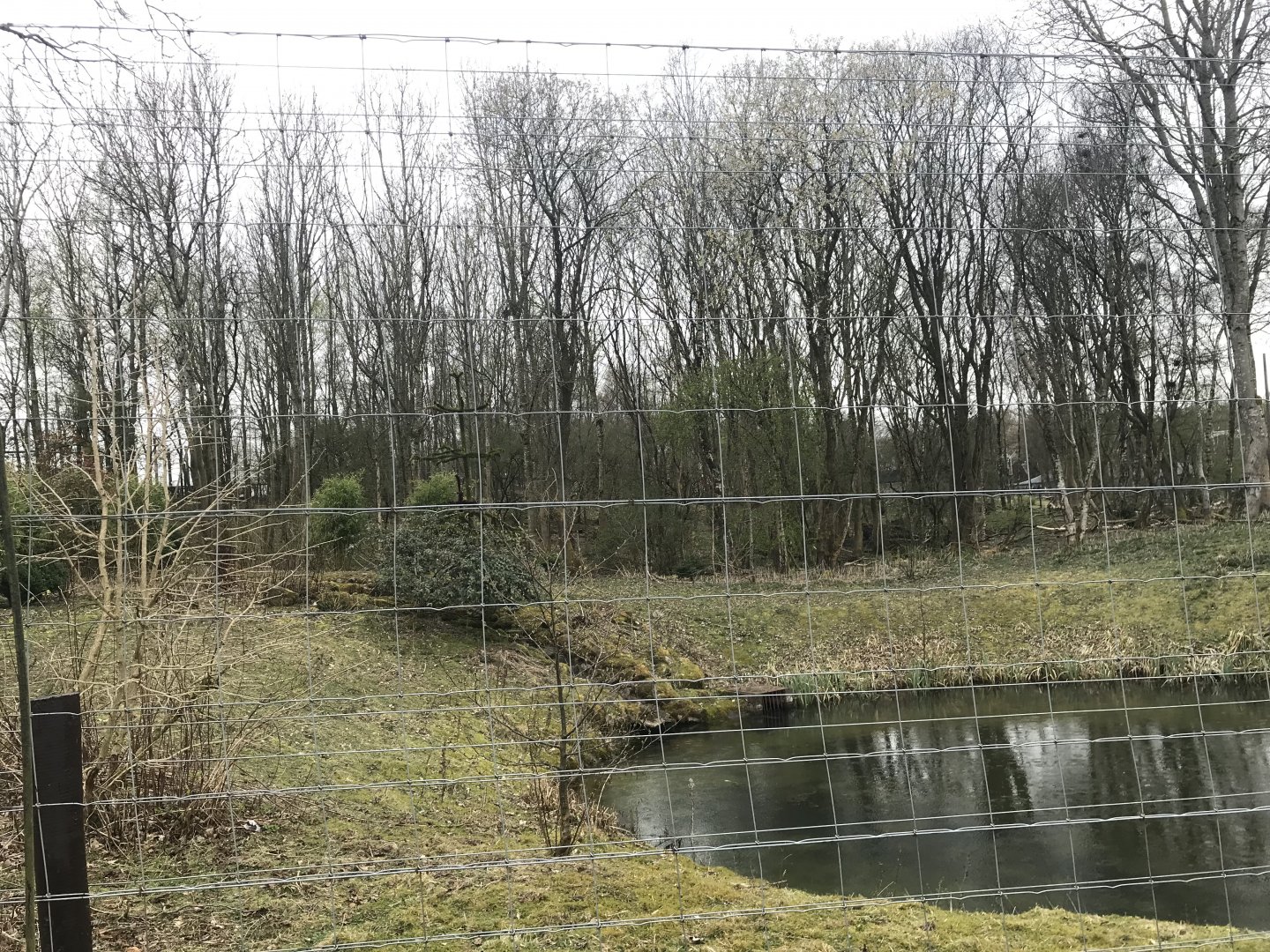 Brown bear enclosure