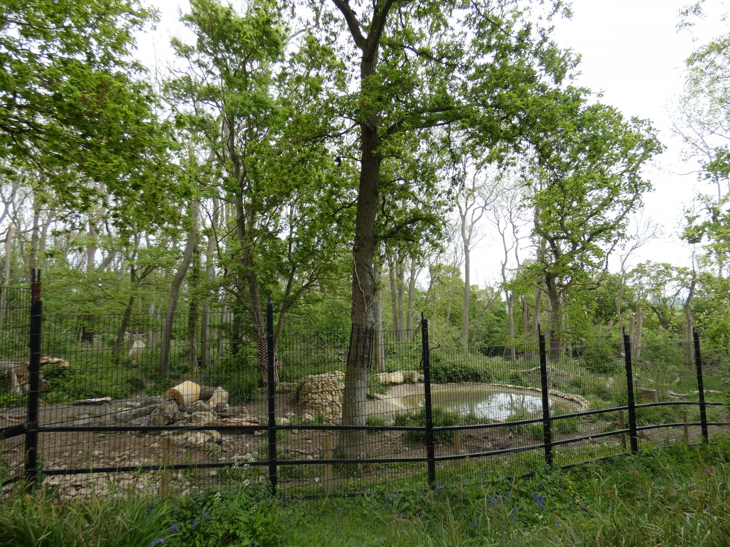 Brown bear enclosure