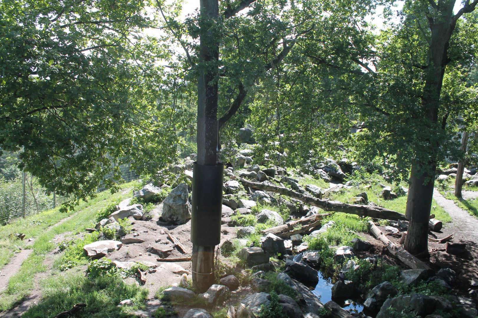 Brown Bear Enclosure