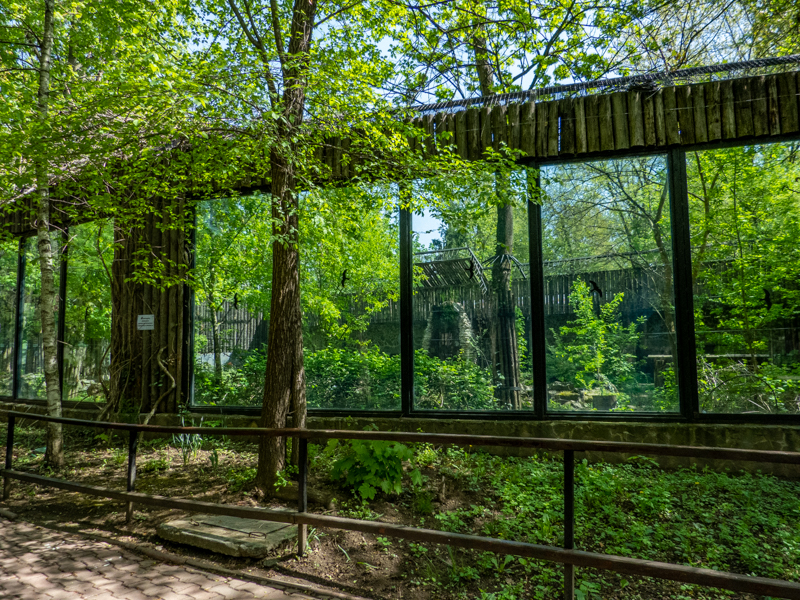 Brown Bear enclosure