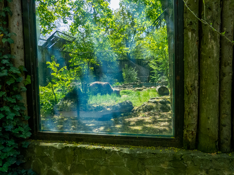 Brown Bear enclosure