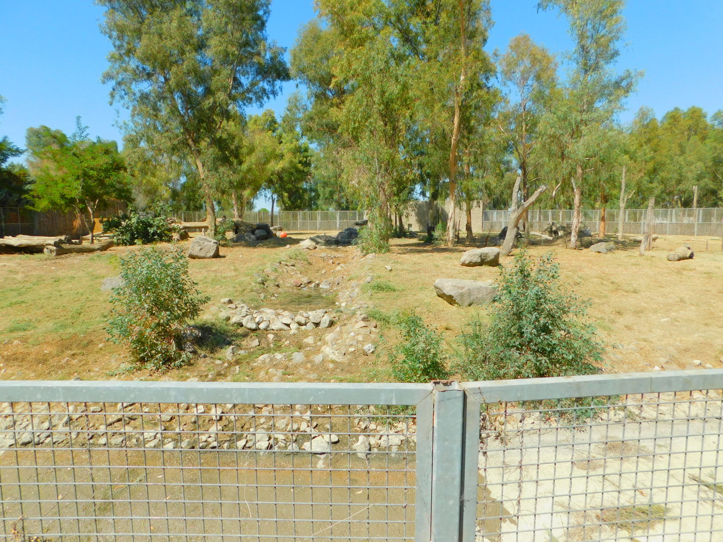 Brown Bear Enclosure