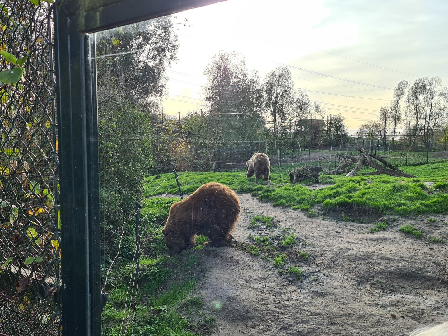 Brown bear enclosure