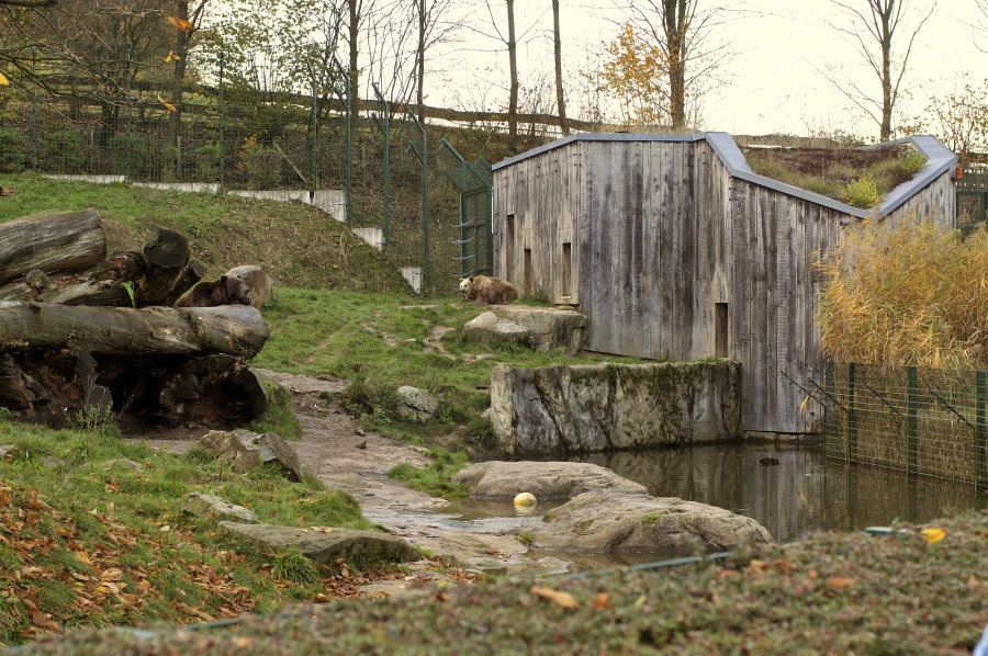 Brown bear enclosure