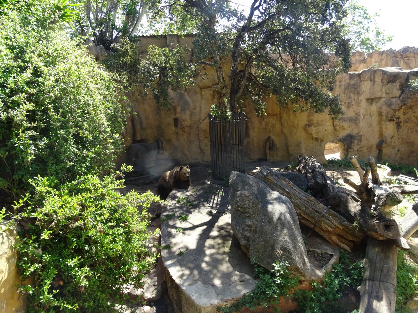 Brown Bear enclosure