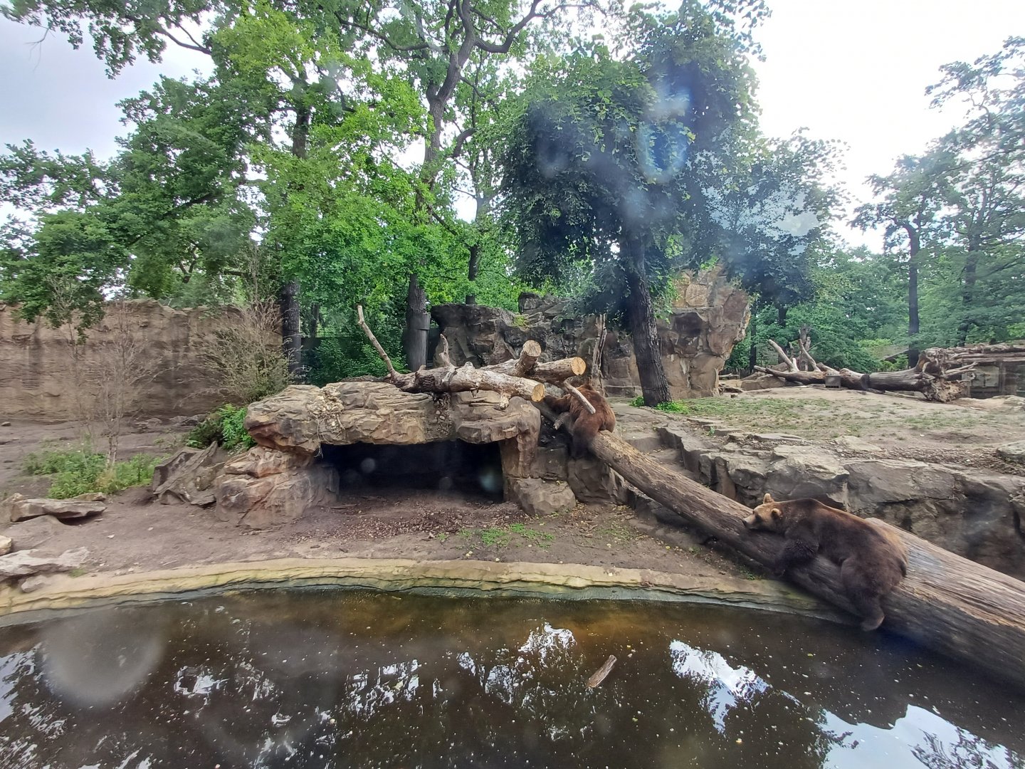 Brown Bear- enclosure
