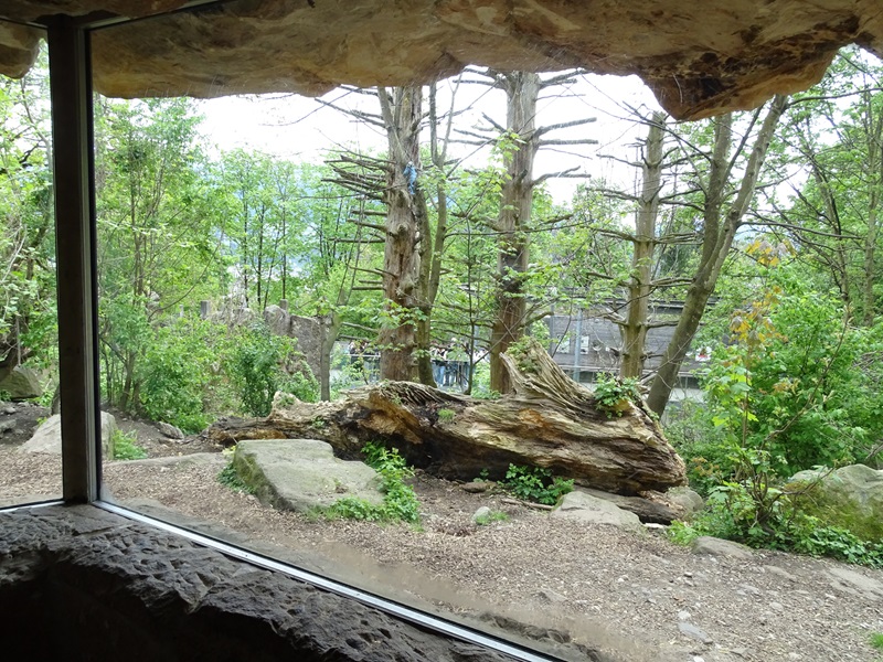 Brown bear enclosure