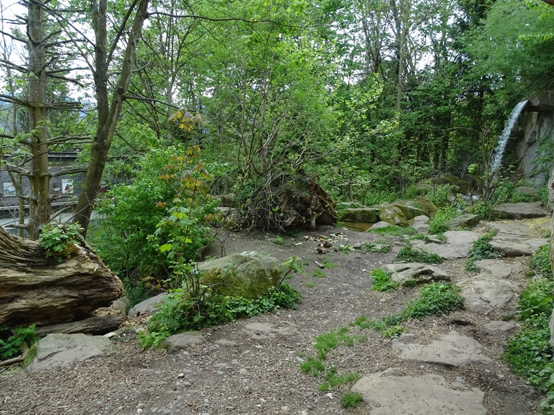Brown bear enclosure