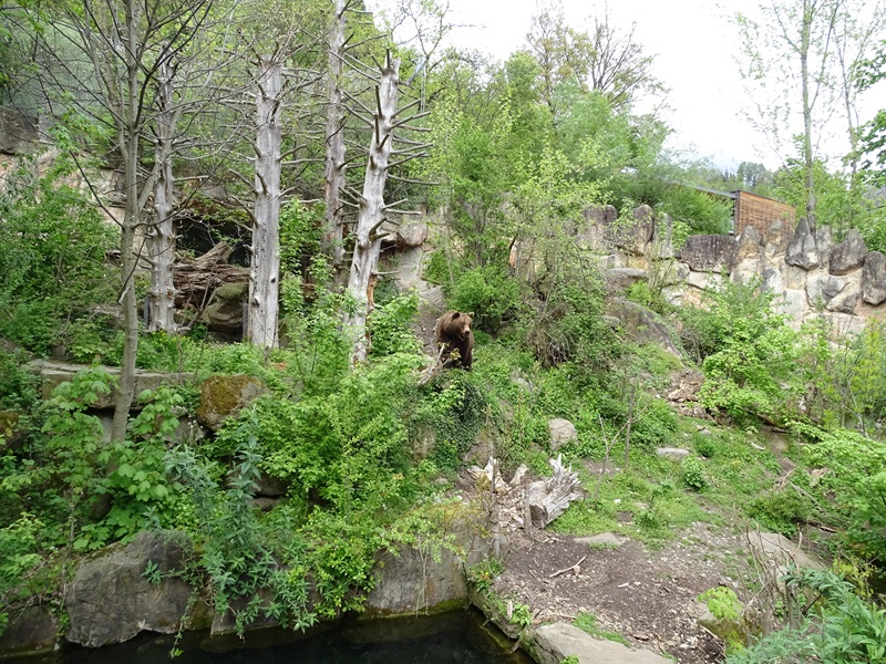 Brown bear enclosure
