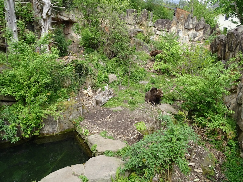 Brown bear enclosure