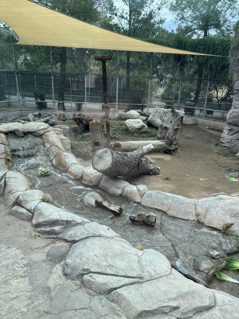 brown bear enclosure