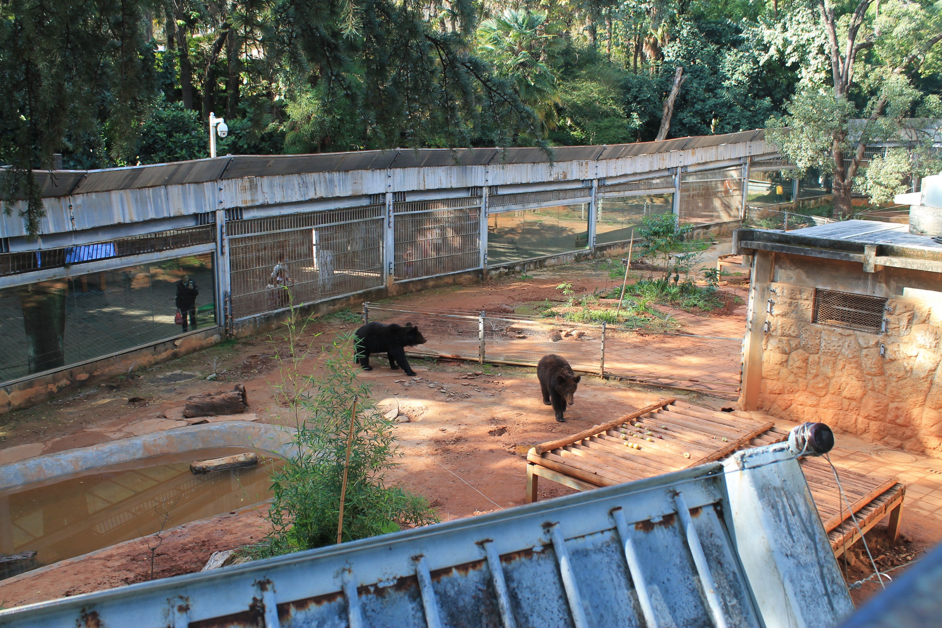 Brown Bear enclosure