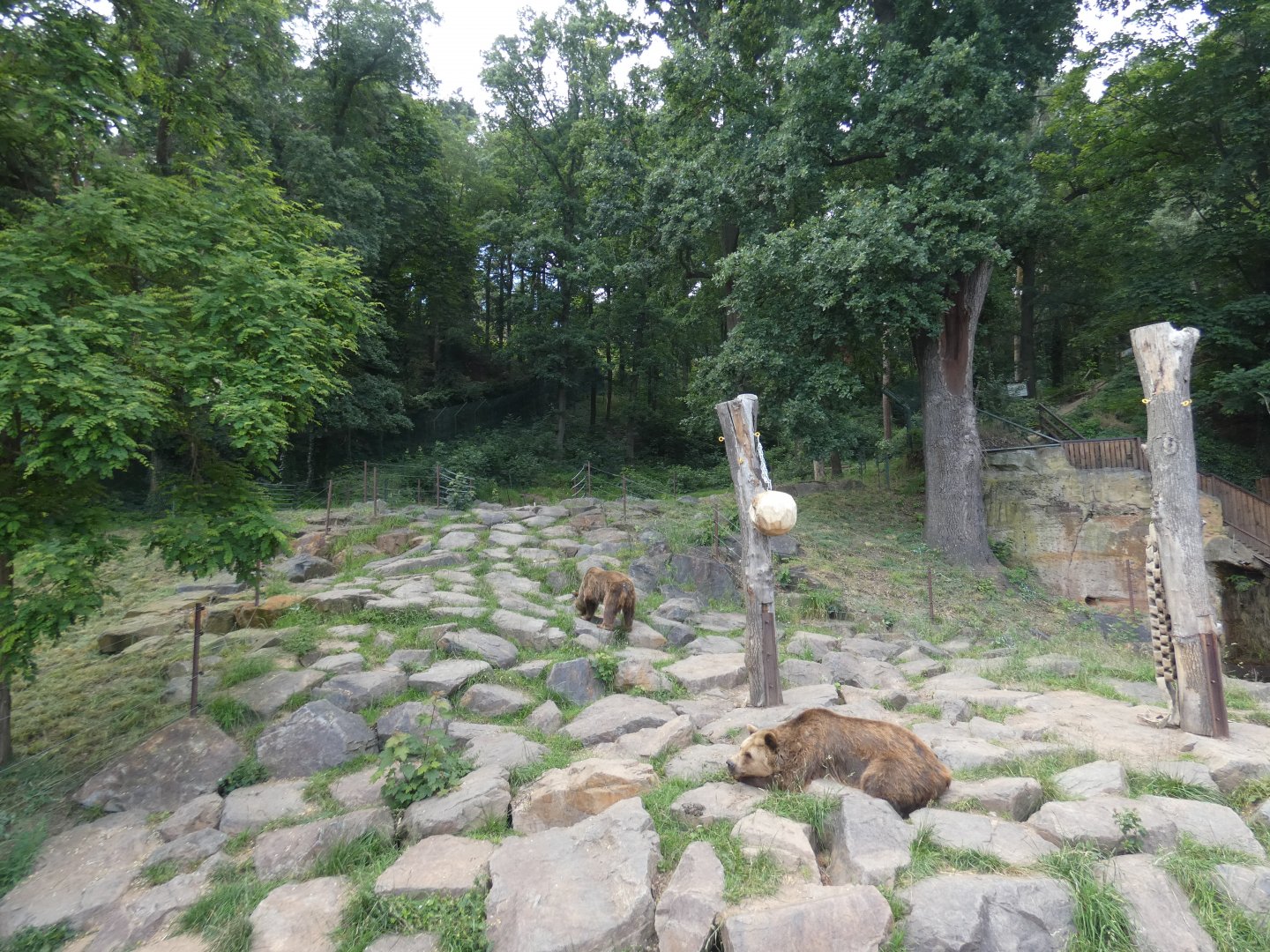 Brown bear enclosure
