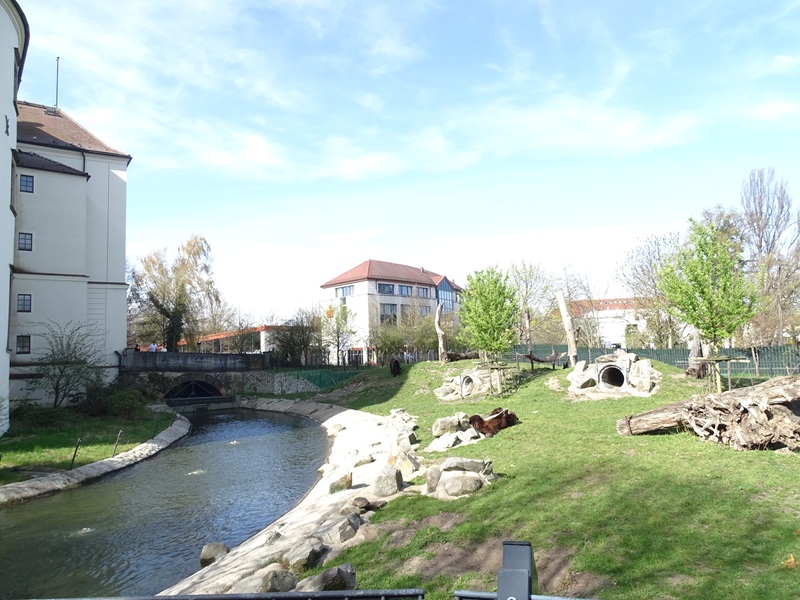 Brown bear enclosure