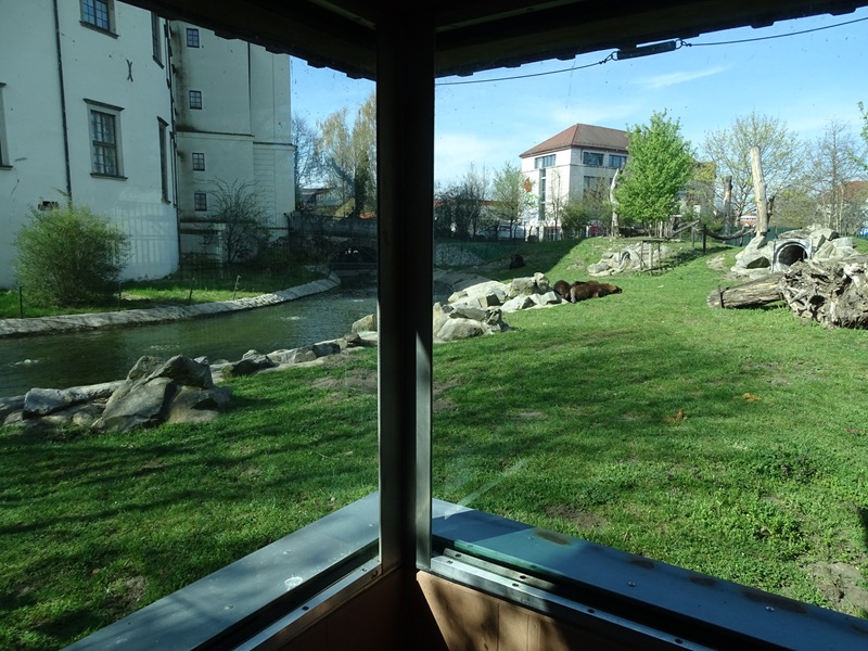 Brown bear enclosure