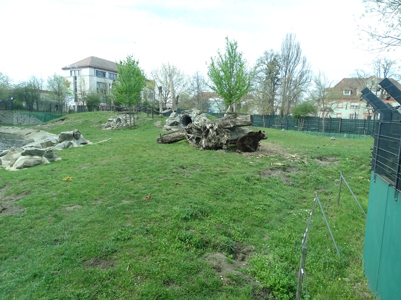 Brown bear enclosure