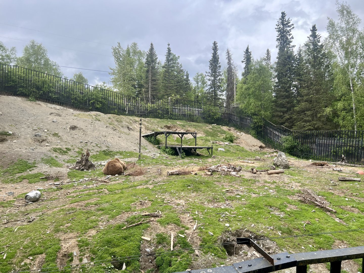 Brown Bear Enclosure