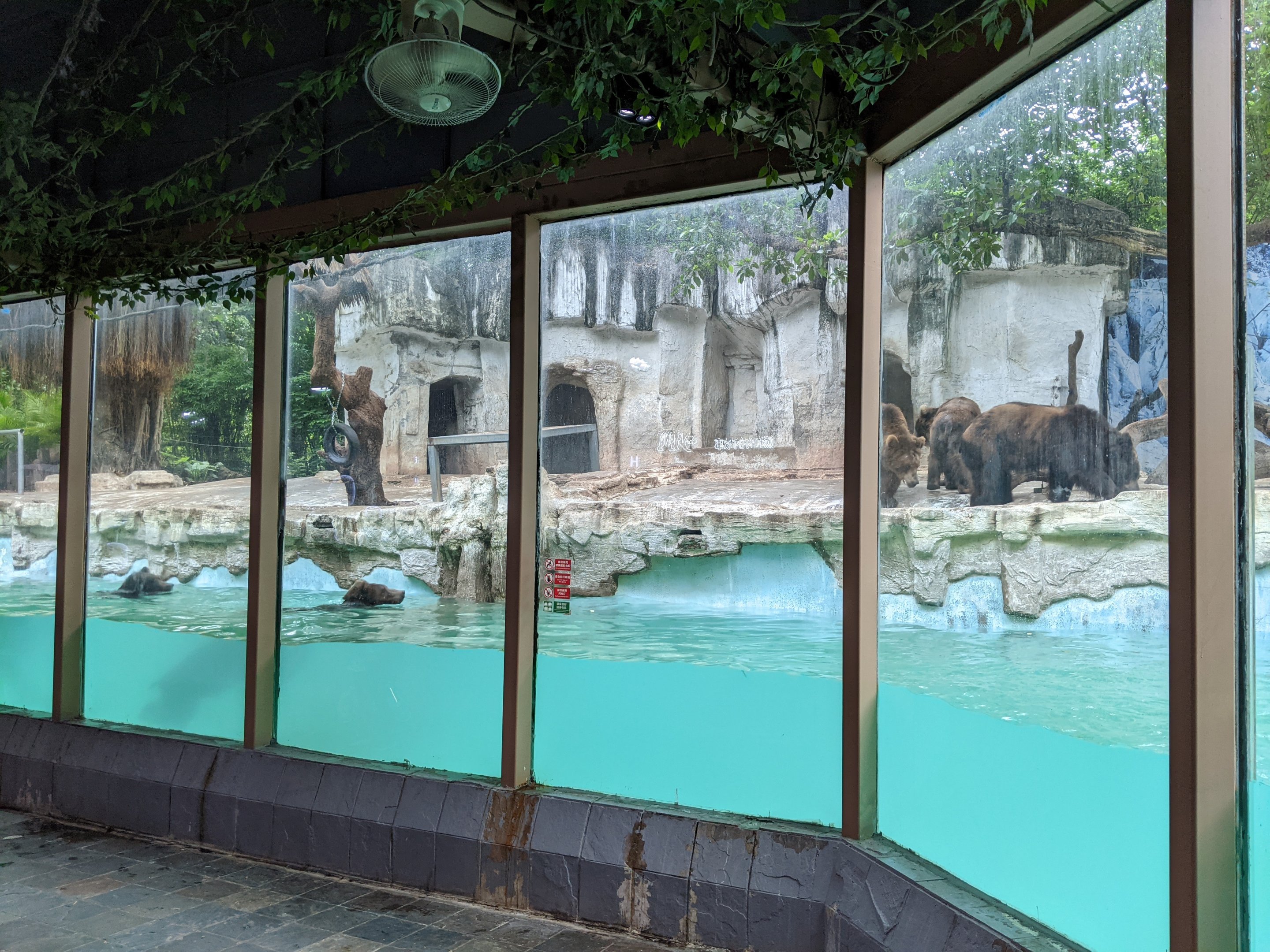 Brown Bear enclosure