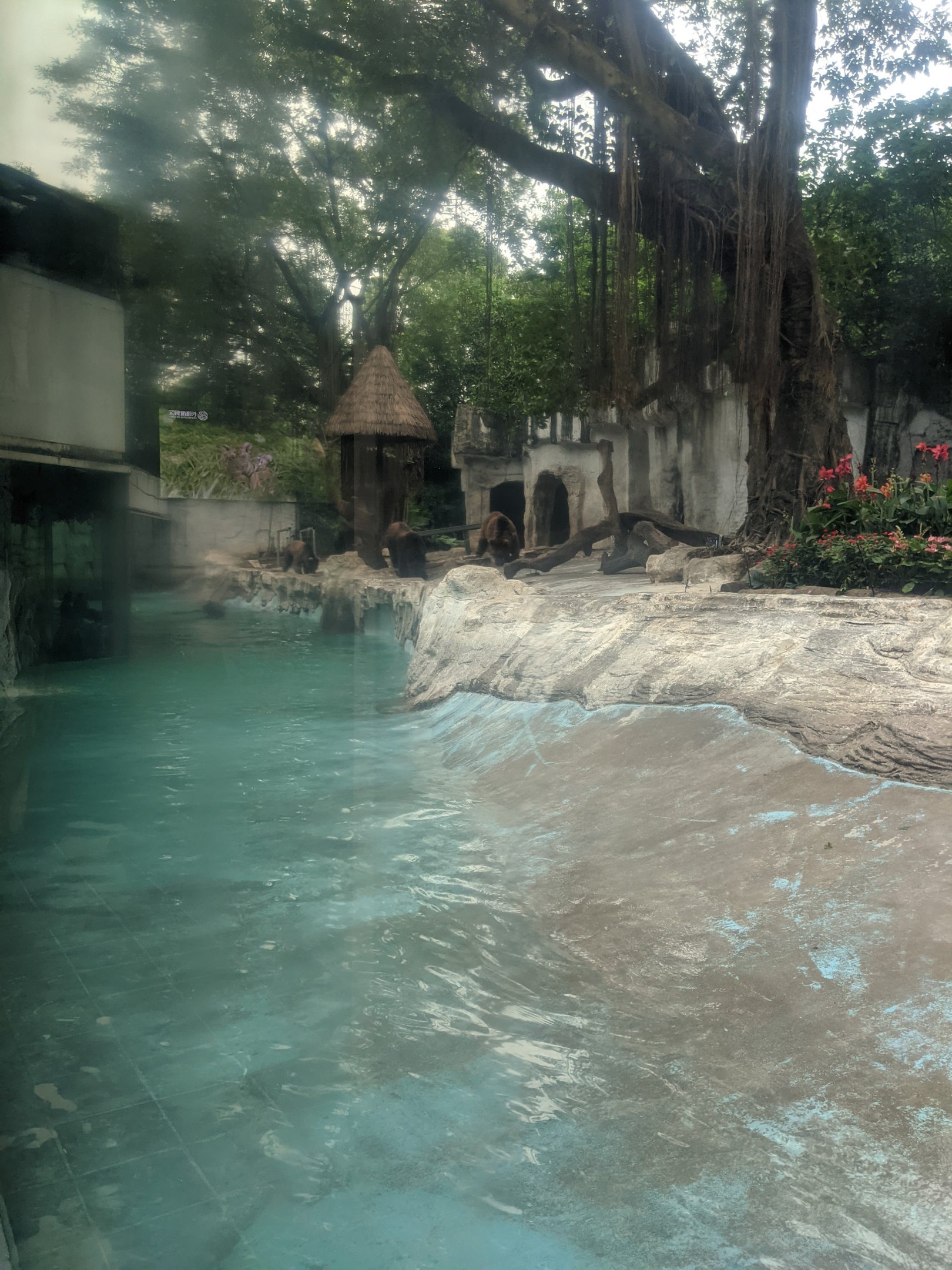 Brown Bear enclosure