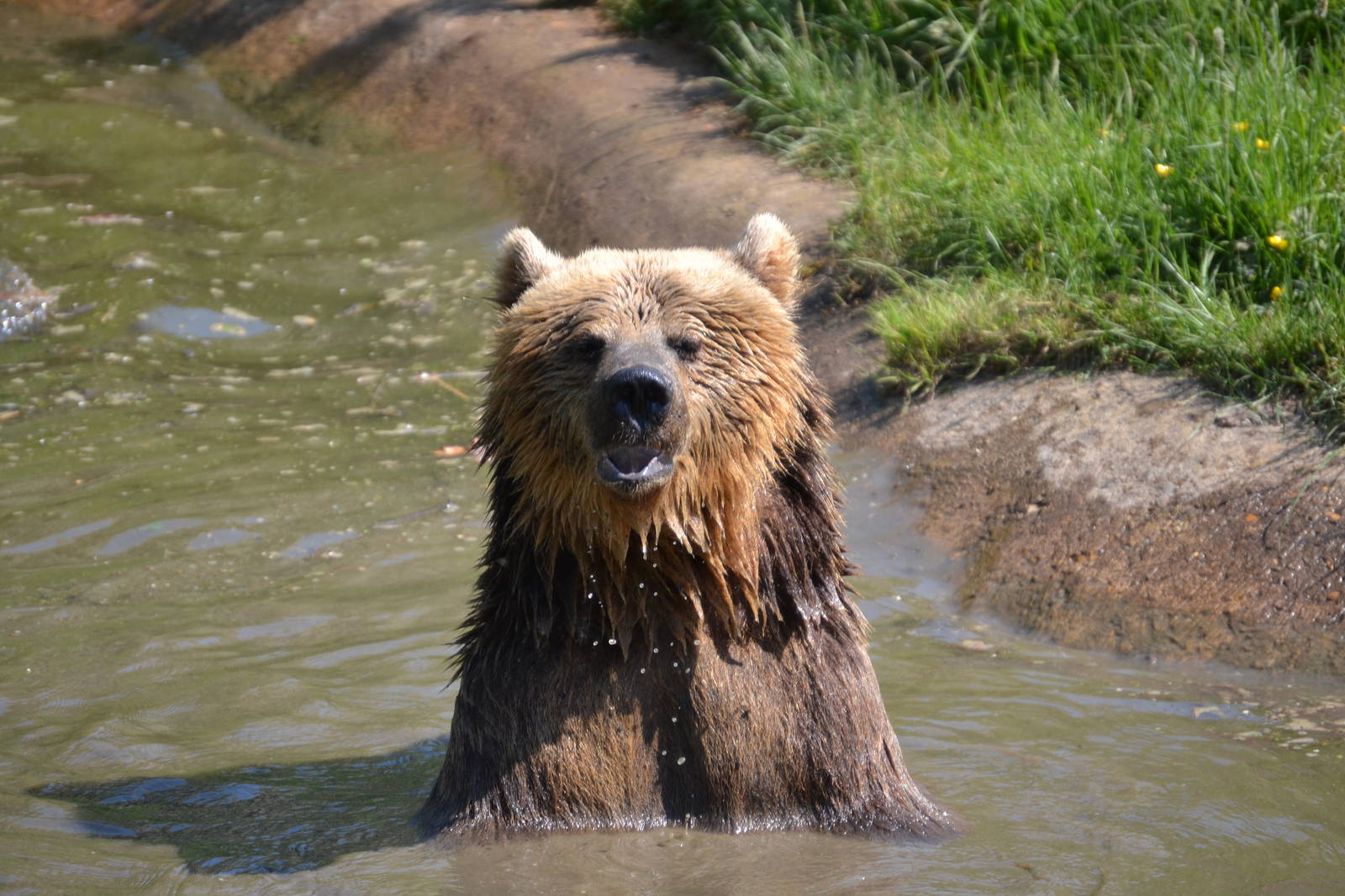 Brown bear enjoying the heat (summer 2012)