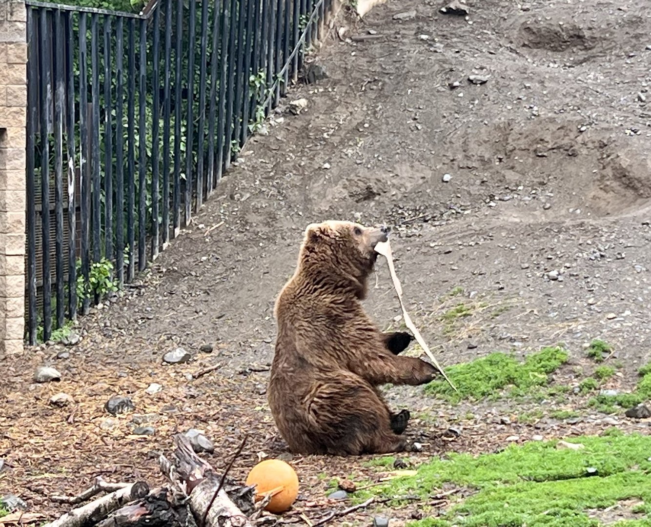 Brown Bear Enrichment