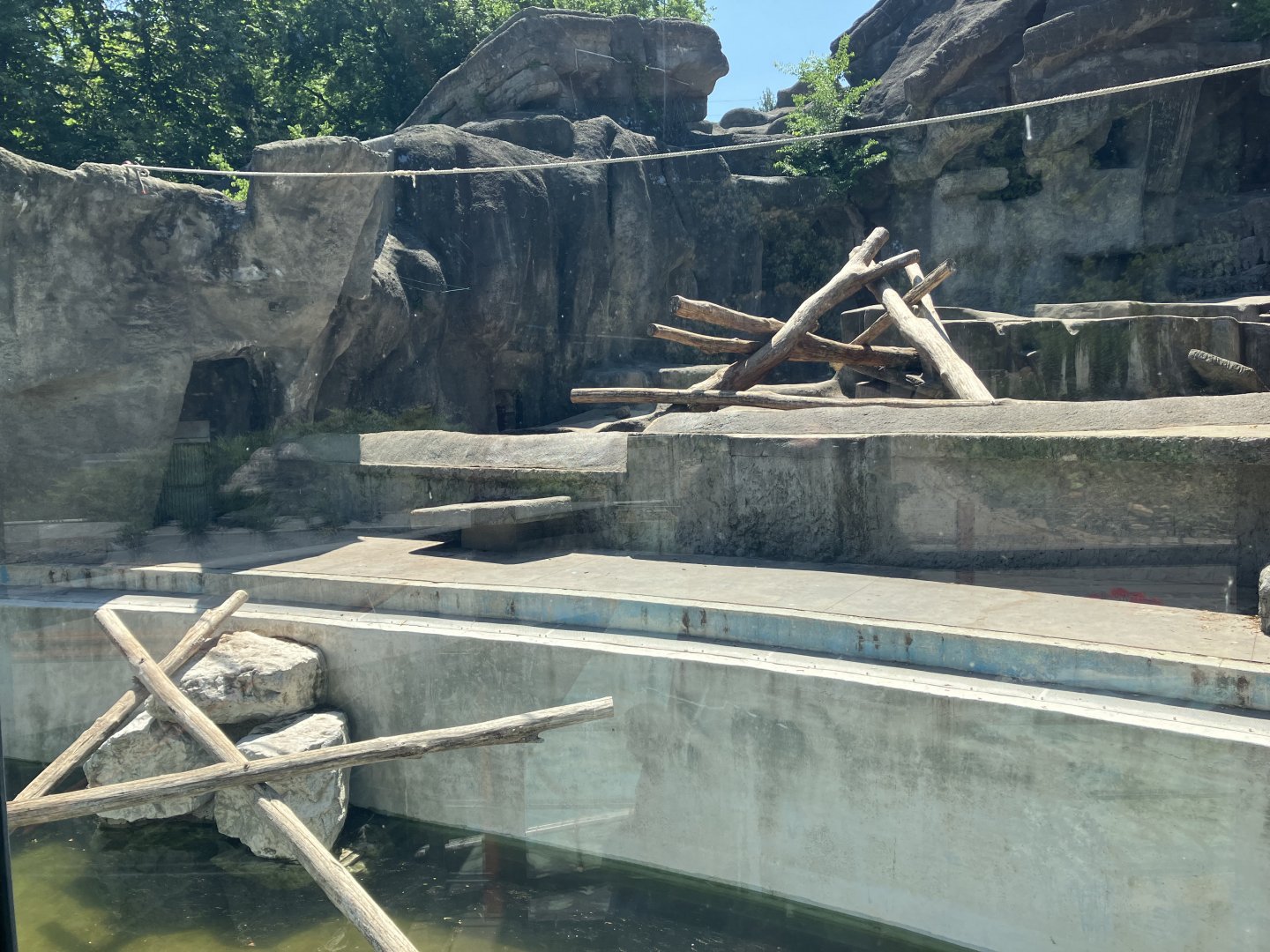 Brown Bear exhibit-06/2025