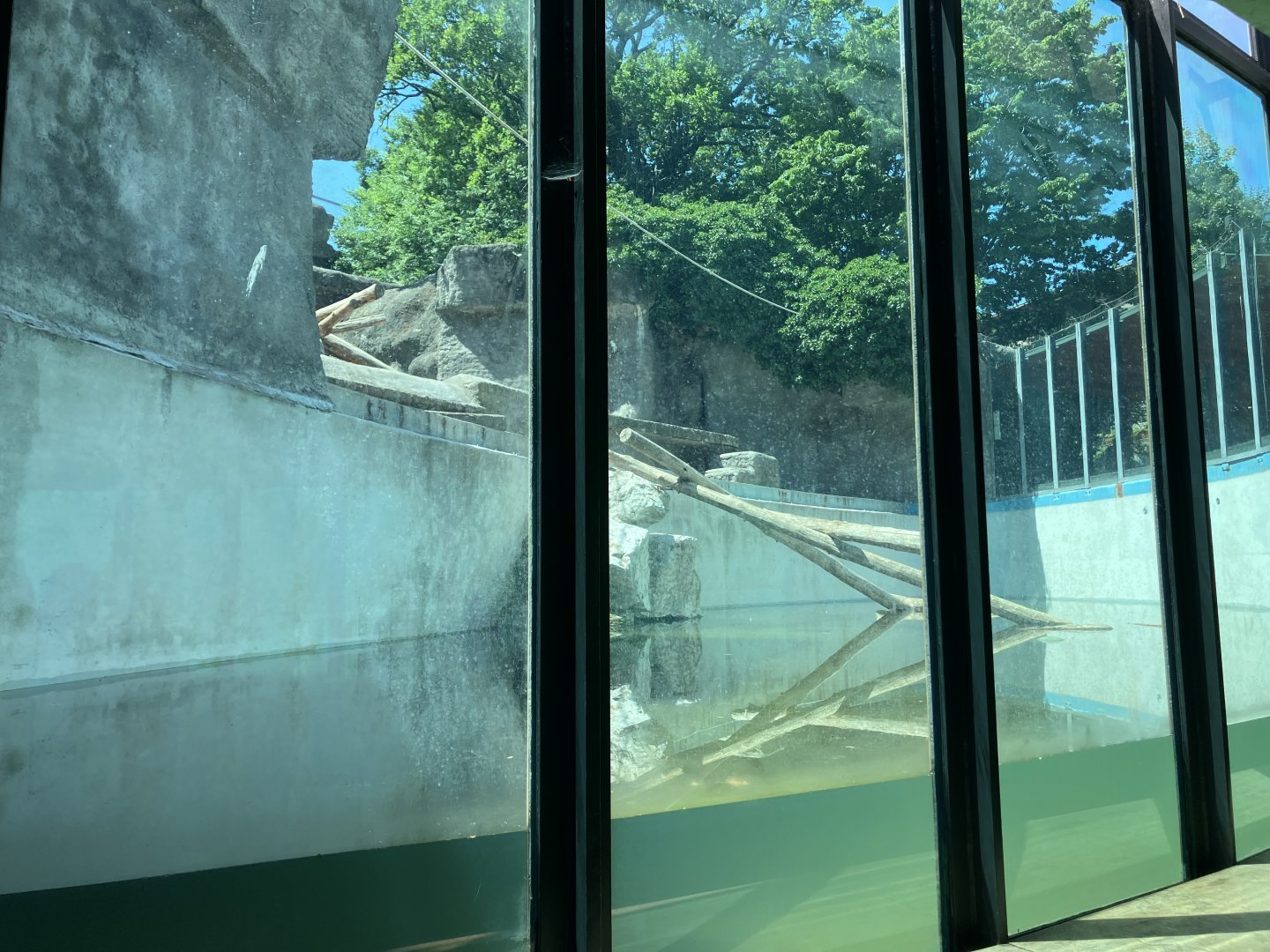 Brown Bear exhibit-06/2025