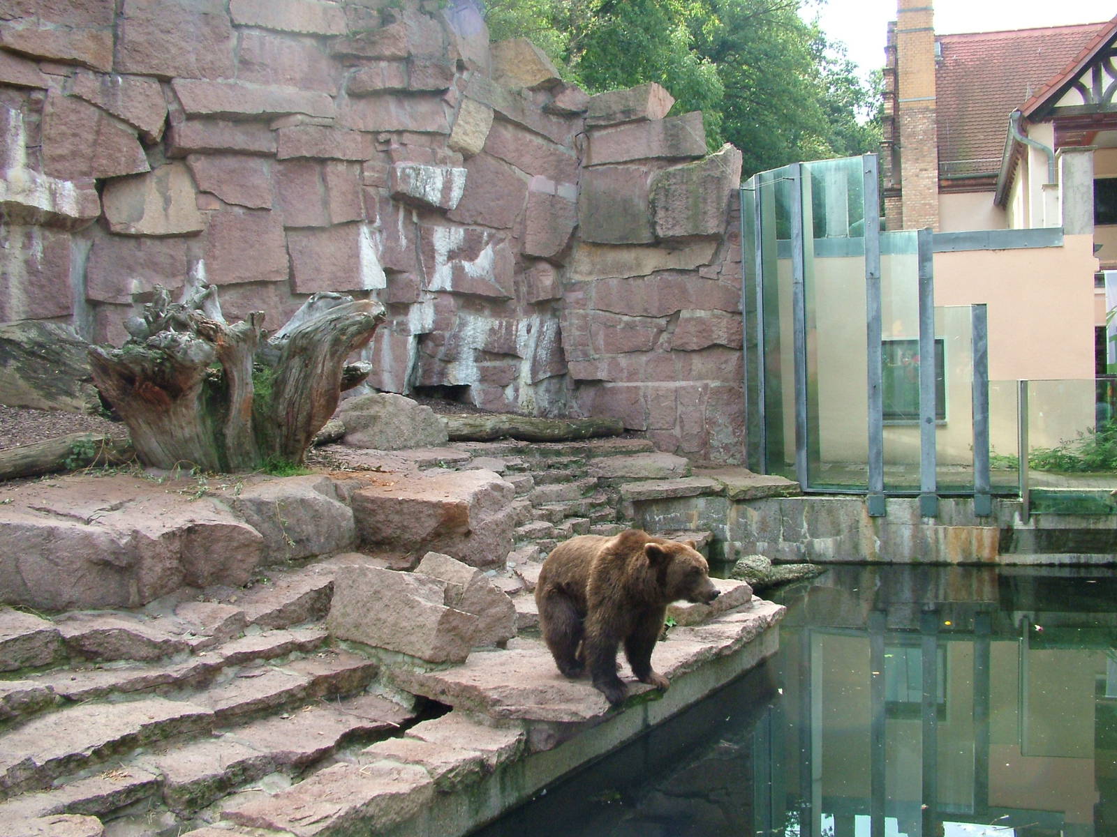 Brown Bear Exhibit at Halle, 04/09/11