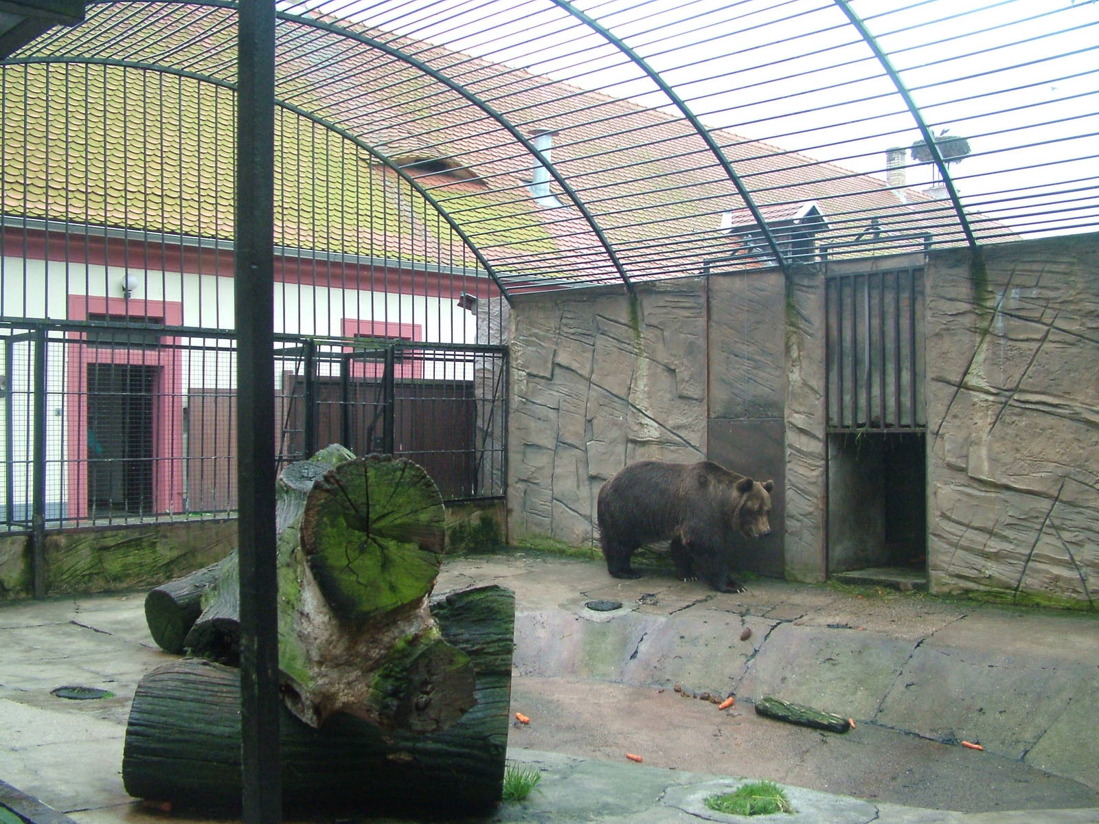 Brown Bear exhibit at Ohrada, 26/05/10