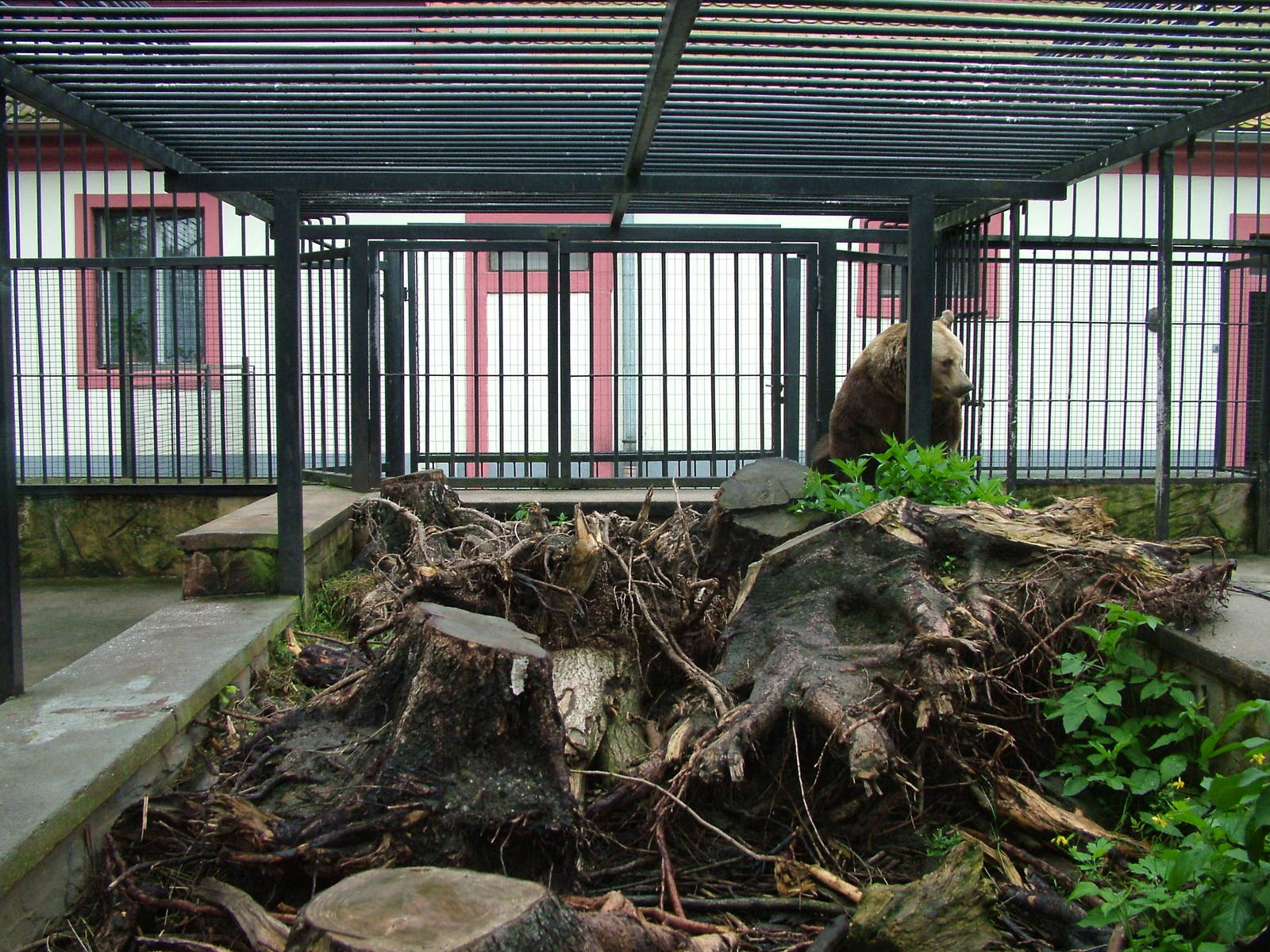 Brown Bear exhibit at Ohrada, 26/05/10