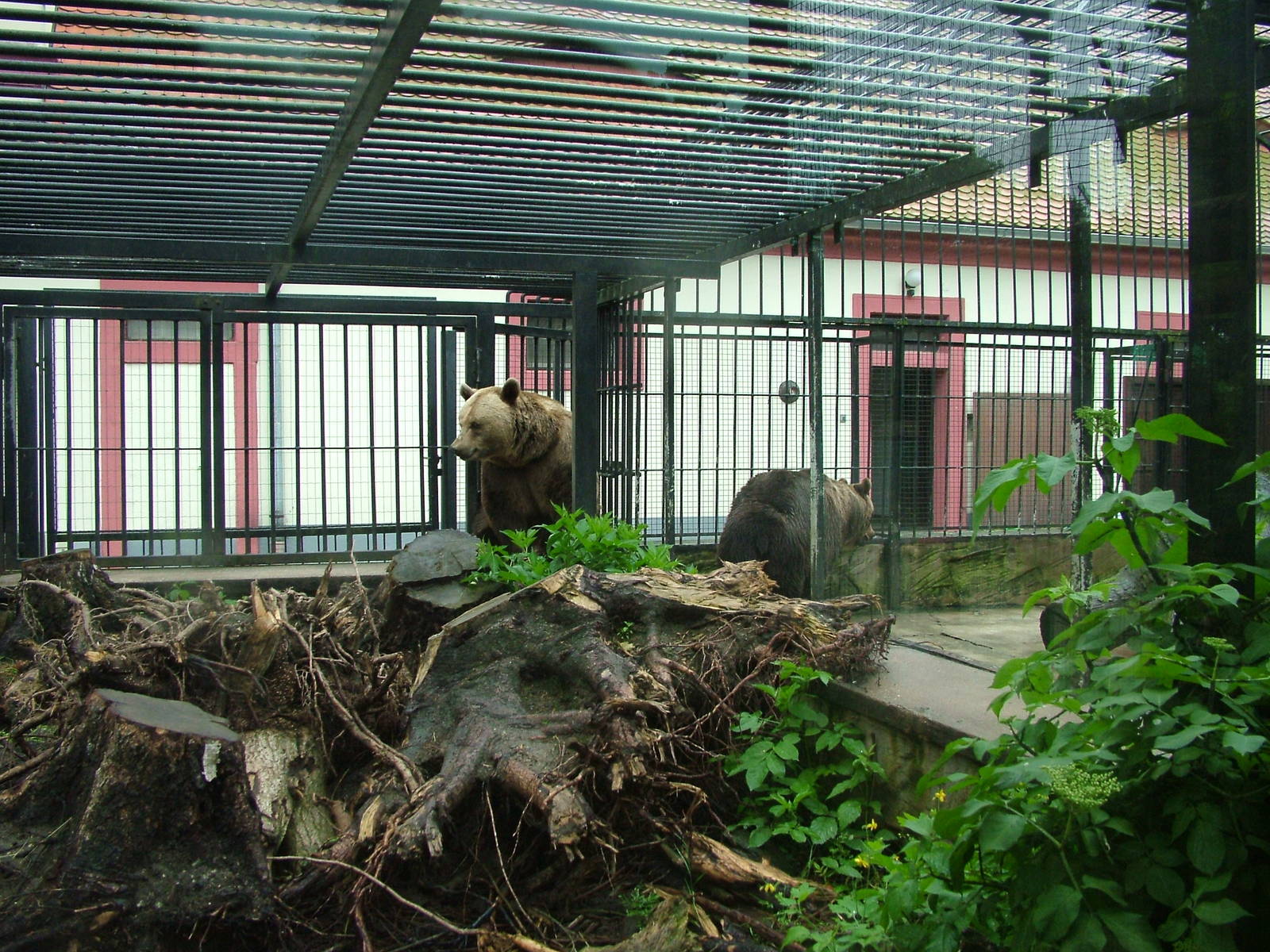 Brown Bear exhibit at Ohrada, 26/05/10